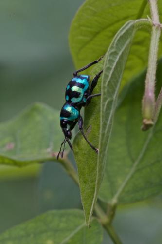 Metapocyrtus lindabonus