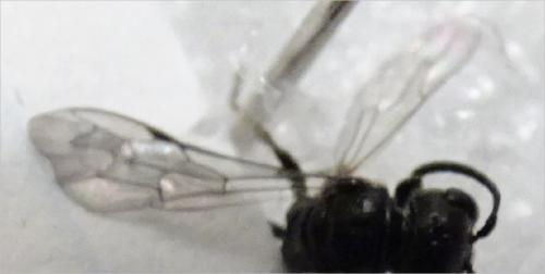 Mimumesa sp.