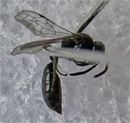 Mimumesa sp.
