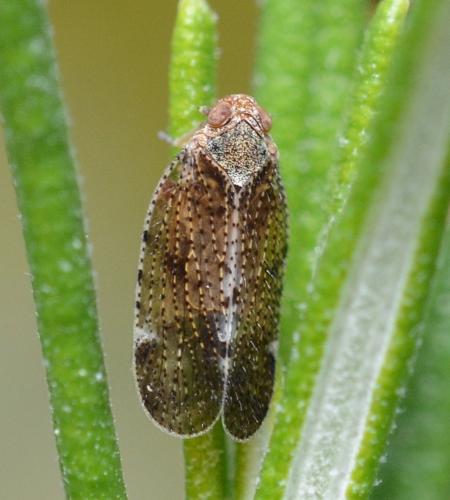 Tachycixius pilosus