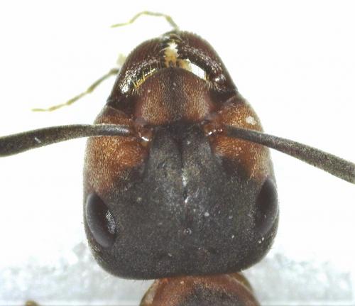 Réf. 251 582 : Formica pratensis