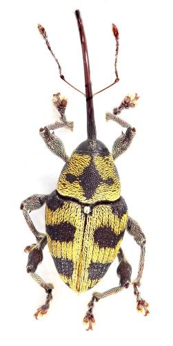 Curculionini