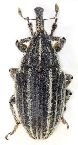 Réf. 251 319 : Larinus ursus