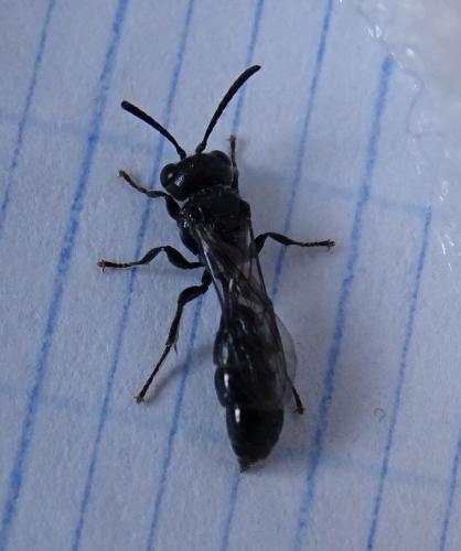 Mimumesa sp.