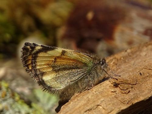 Boudinotiana notha