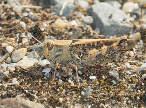 Calliptamus sp.