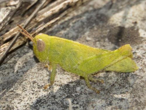 Pezotettix giornae