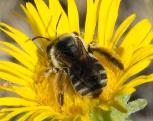 Réf. 251 782 : Tetraloniella sp.