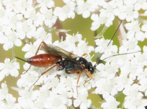 Cryptinae