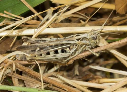 Chorthippus sp.