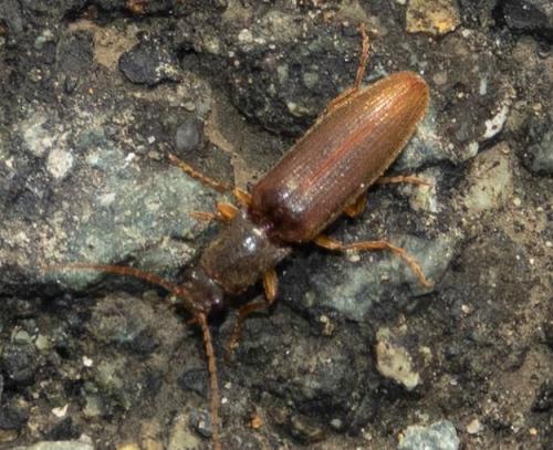 Athous campyloides