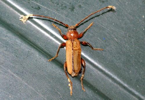 Phymatodes testaceus