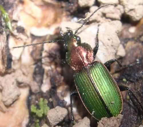 Réf. 251 935 : Agonum viridicupreum