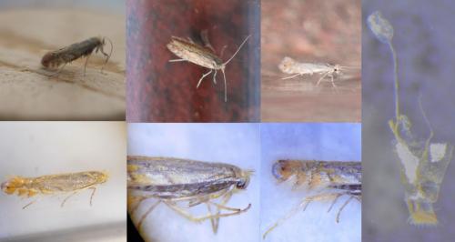 Réf. 251 628 : Phyllonorycter quercifoliella