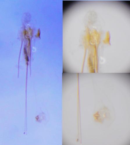 Réf. 251 709 : Carpatolechia decorella