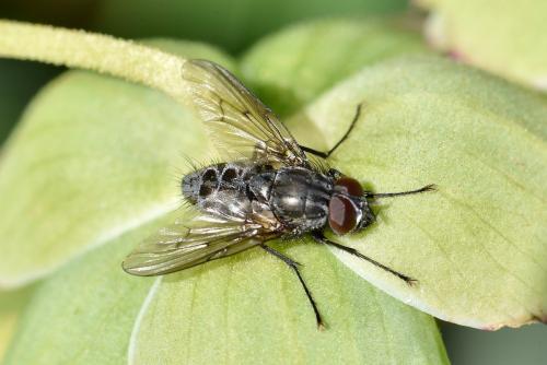 Réf. 251 599 : Helina evecta