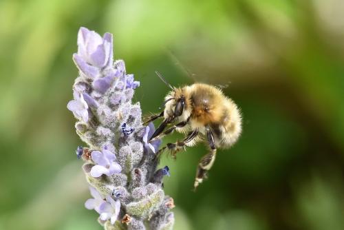 Anthophora plumipes