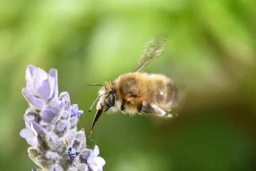 Réf. 251 256 : Anthophora plumipes