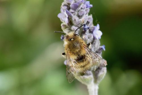 Anthophora plumipes