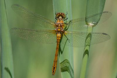 Réf. 251 828 : Sympetrum sanguineum