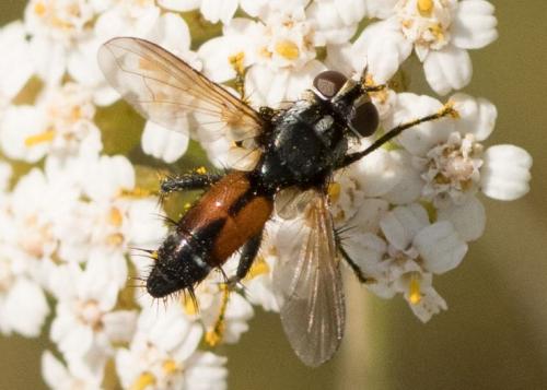 Brullaea ocypteroidea
