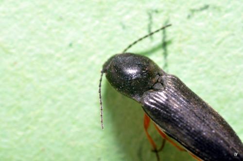 Réf. 251 512 : Cardiophorus sp.