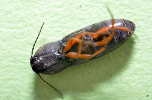 Cardiophorus sp.
