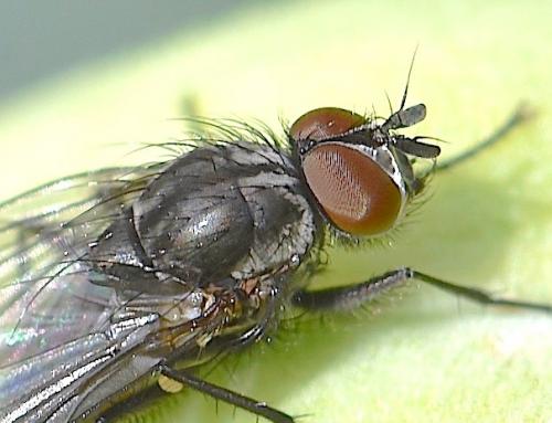 Anthomyiinae