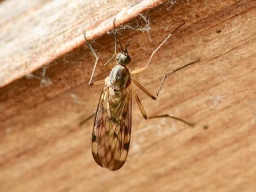 Sylvicola sp.