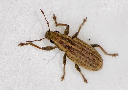 Réf. 251 596 : Sitona sp.