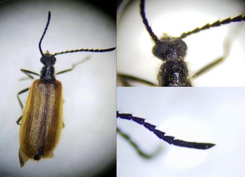 Réf. 251 813 : Lagria sp.