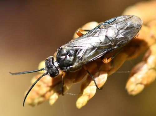 Dolerus puncticollis