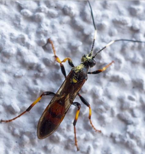 Diphyus palliatorius