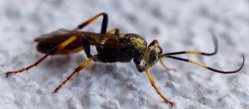 Diphyus palliatorius