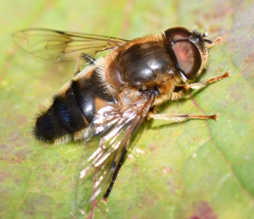 Réf. 251 047 : Eristalis pertinax