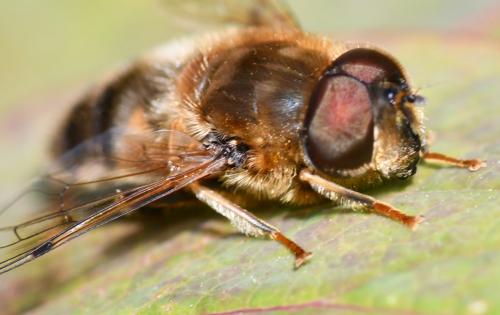 Réf. 251 050 : Eristalis pertinax
