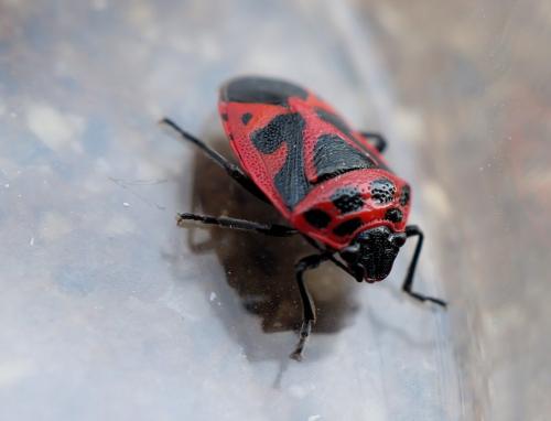 Réf. 251 487 : Eurydema dominulus