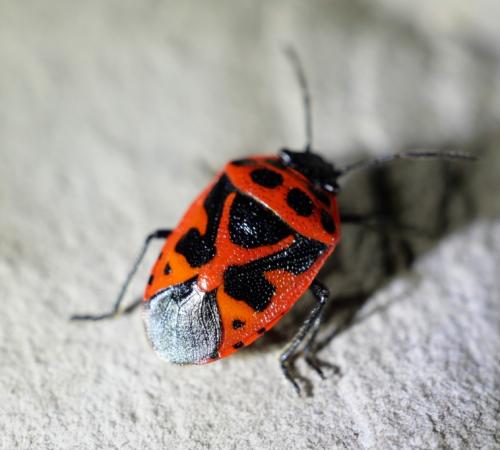 Réf. 251 488 : Eurydema dominulus