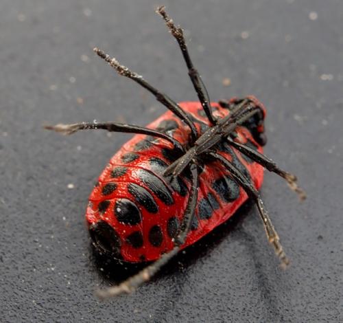 Réf. 251 490 : Eurydema dominulus