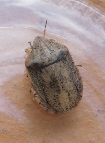 Réf. 251 081 : Eurygaster austriaca