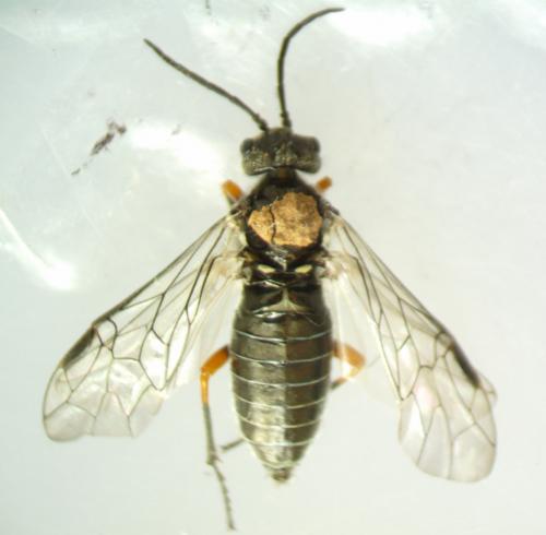 Réf. 251 511 : Dolerus sp.