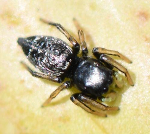 Heliophanus cupreus
