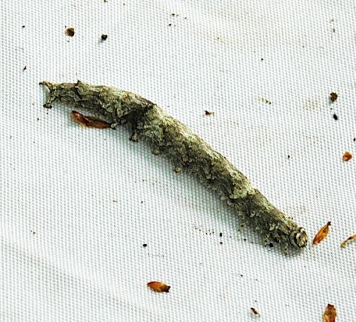 Catocala promissa