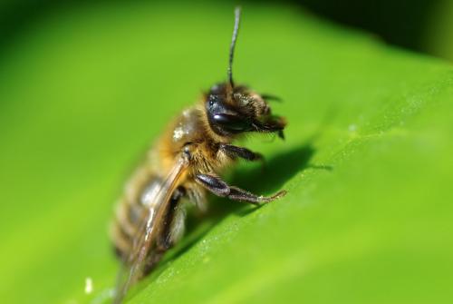 Andrena (scotica-trimmerana)