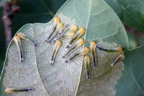 Caliroa varipes