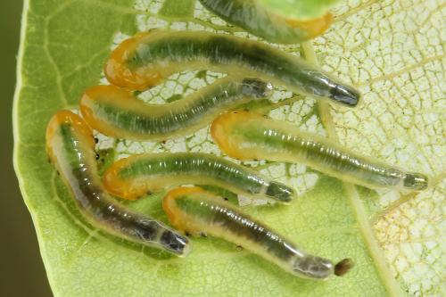 Caliroa varipes