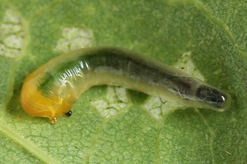 Caliroa varipes