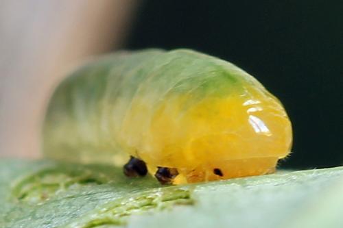 Caliroa varipes