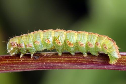 Réf. 251 032 : Cucullia gnaphalii