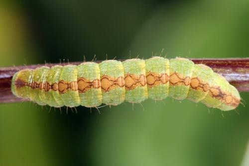 Réf. 251 033 : Cucullia gnaphalii